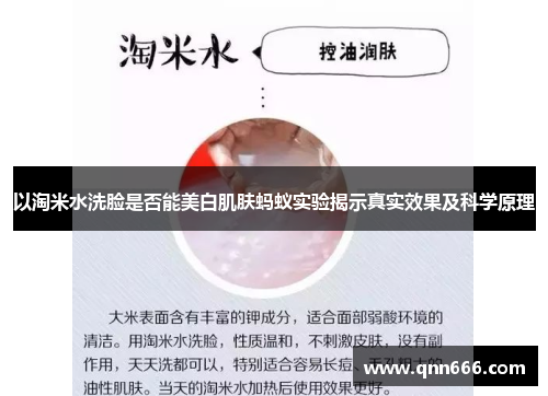 以淘米水洗脸是否能美白肌肤蚂蚁实验揭示真实效果及科学原理